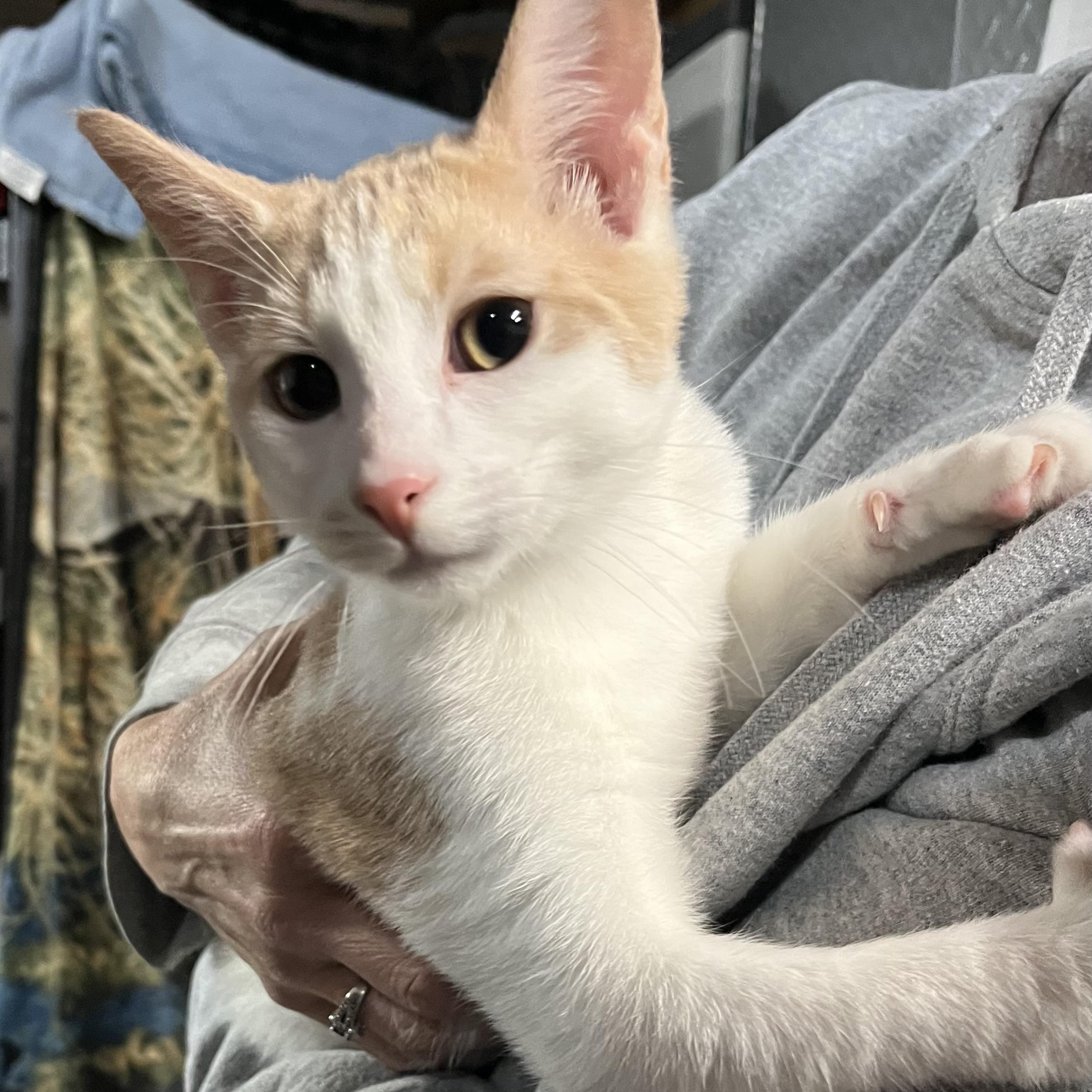 Pumpkin & Spice, adoptable, Kitten Male Domestic Short Hair.