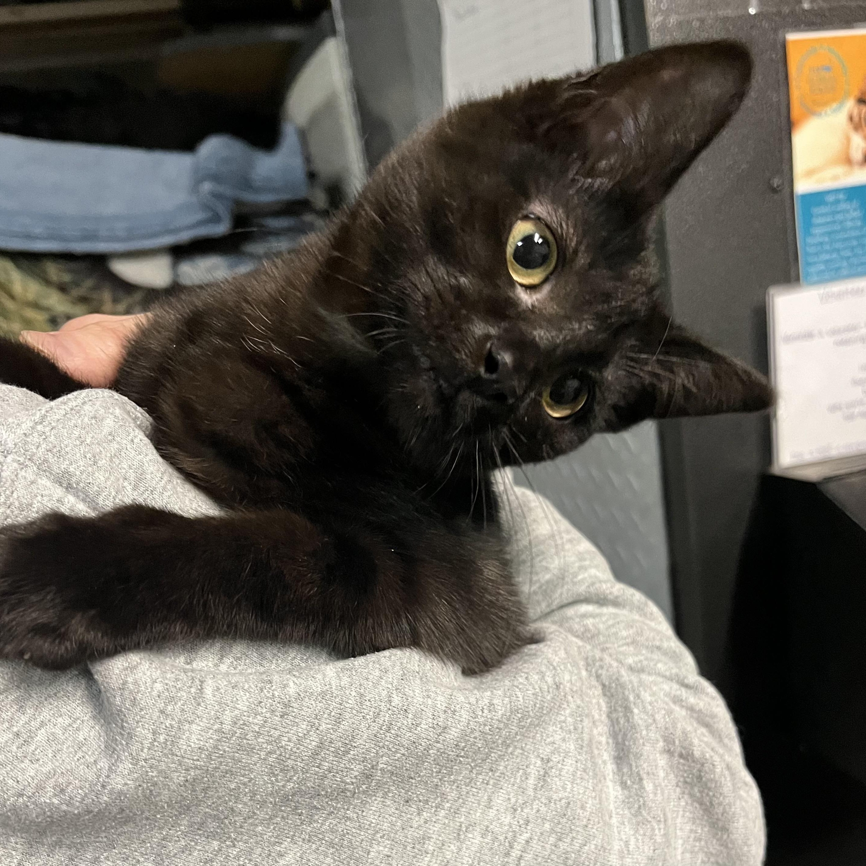 Enlarge Pumpkin & Spice, an adoptable Domestic Short Hair in Cortland, NY image 2/3