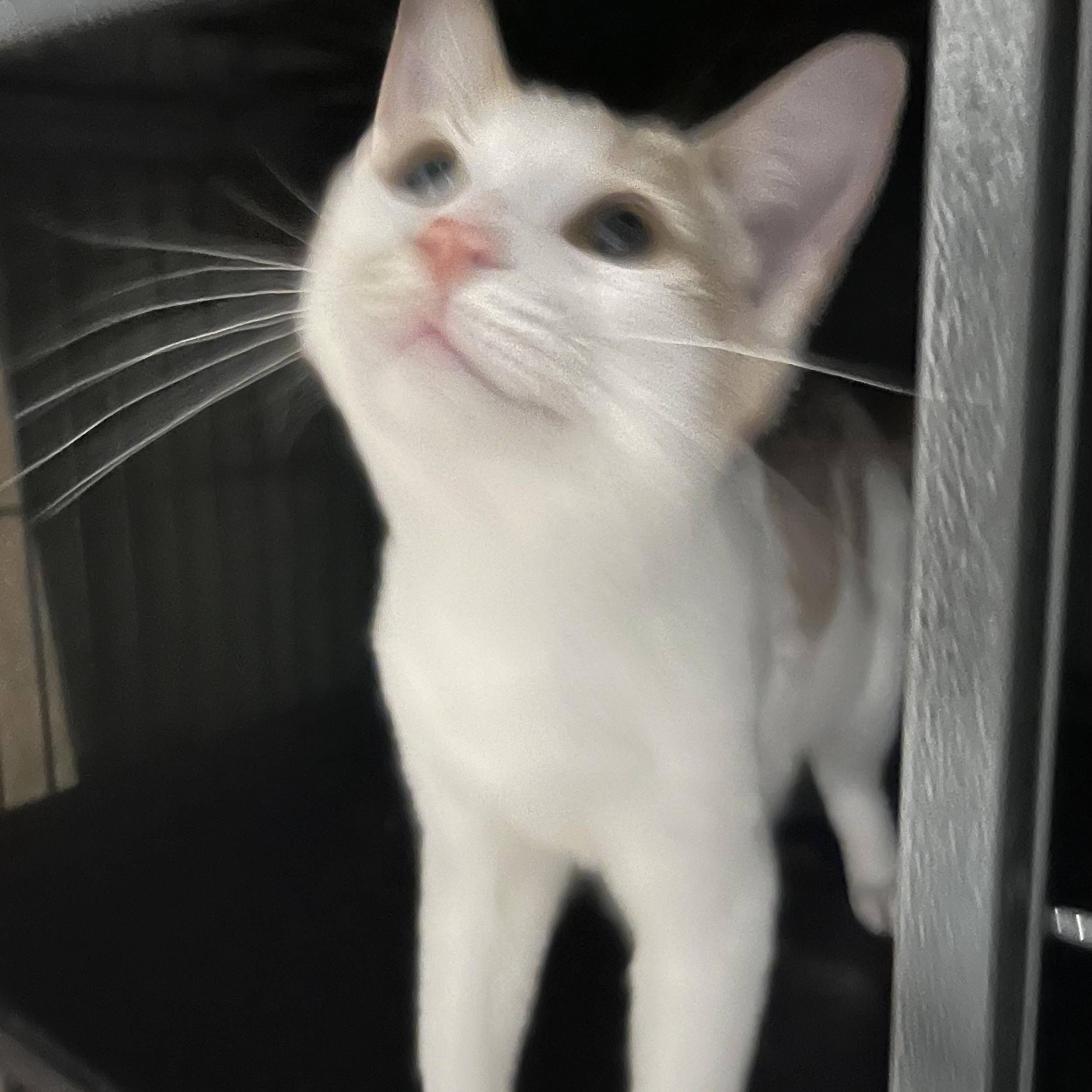 Enlarge Pumpkin & Spice, an adoptable Domestic Short Hair in Cortland, NY image 3/3