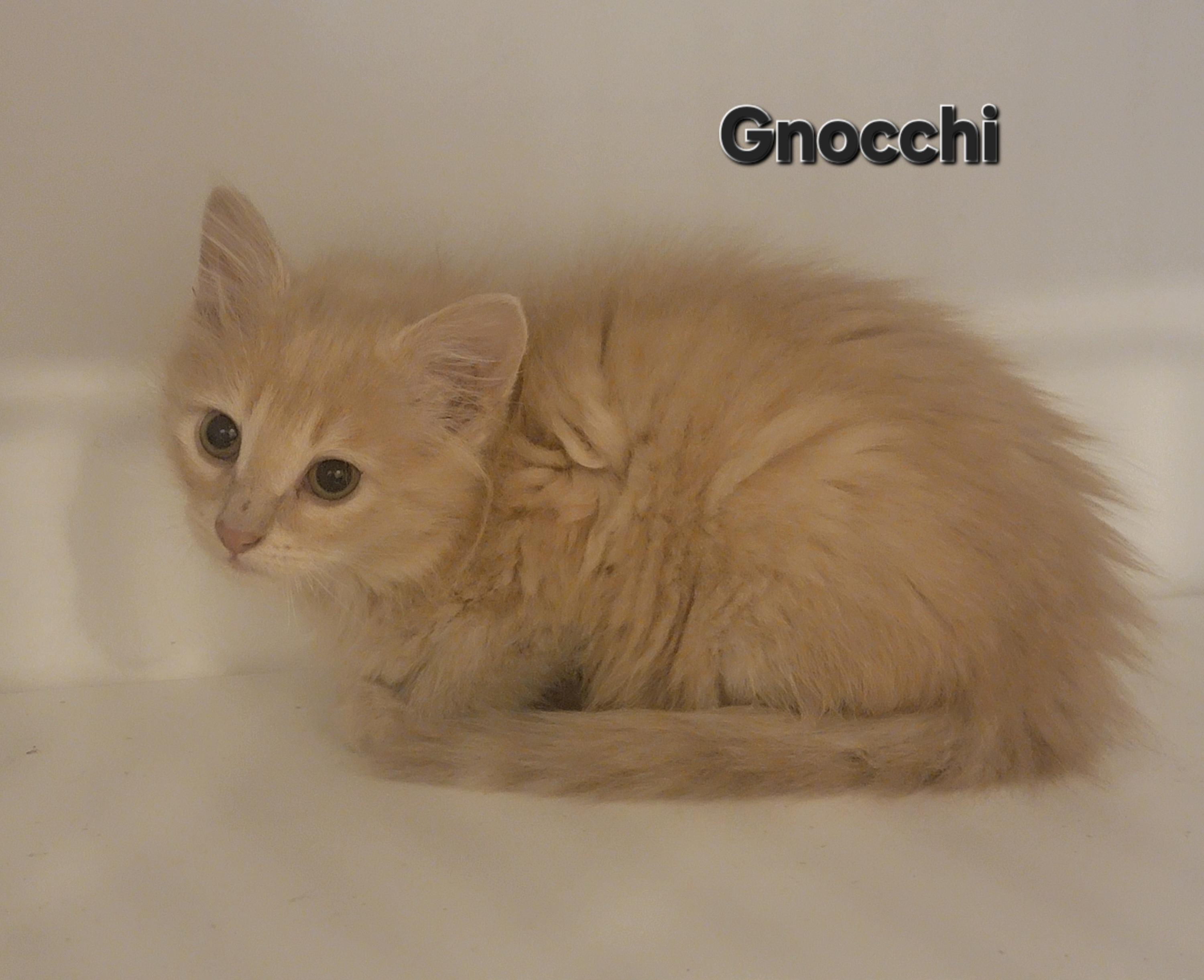 Gnocchi 3