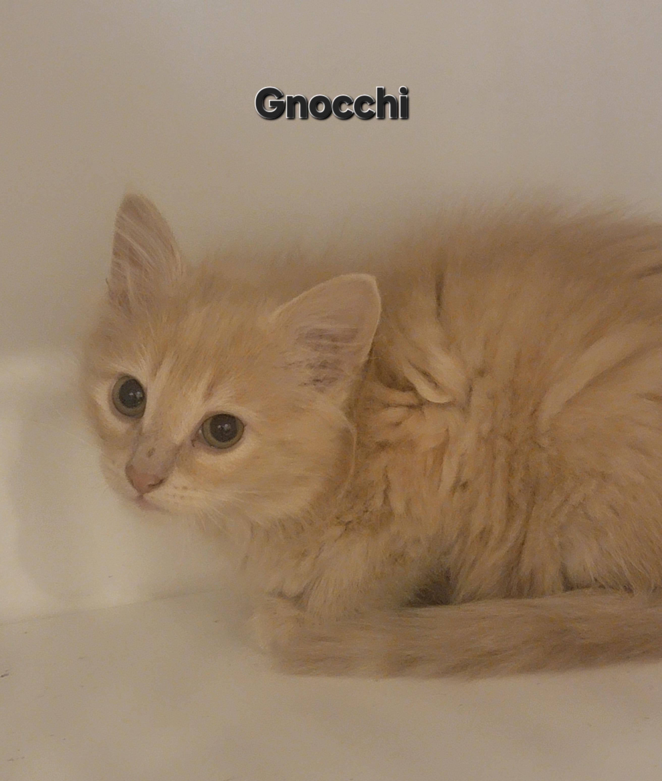 Gnocchi 2