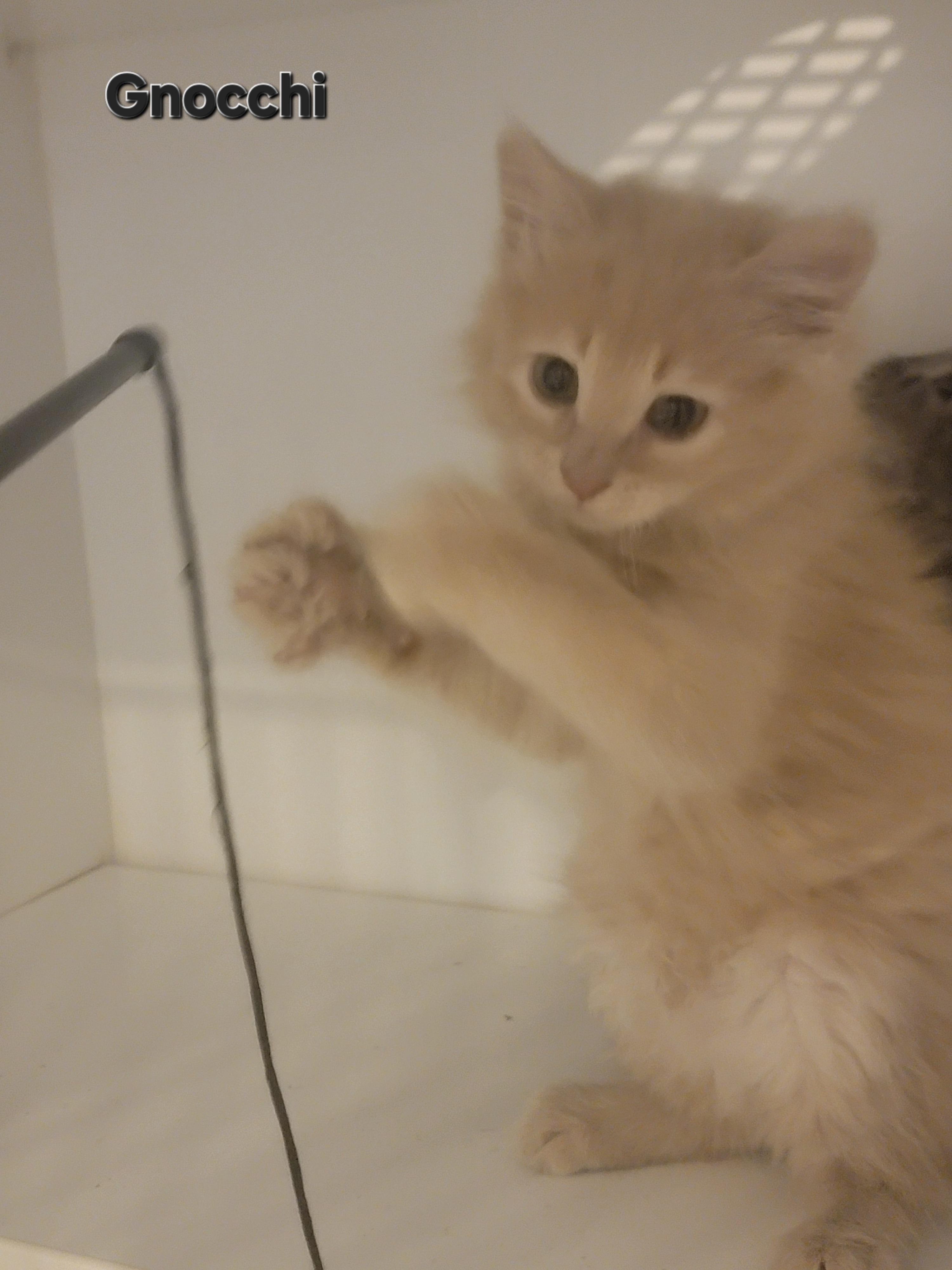 Gnocchi