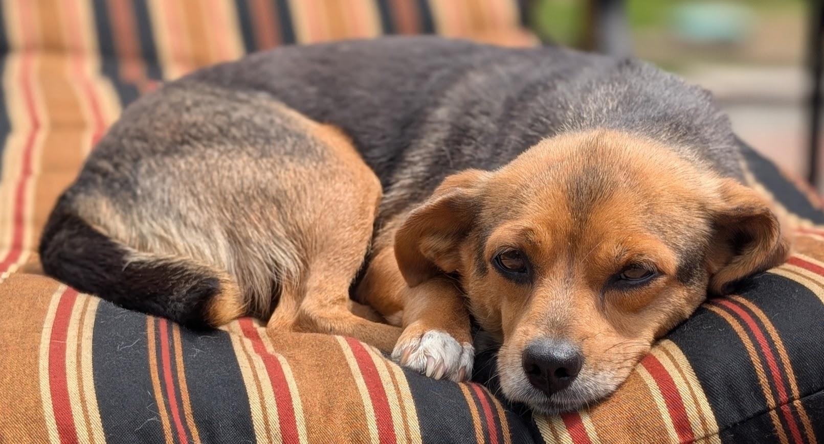 Marilyn, a ADOPTABLE mixed breed in Souderton, PA image 2/5