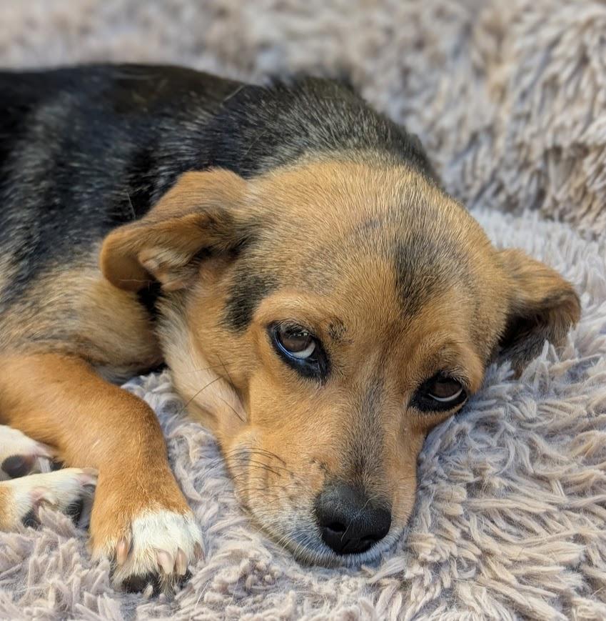 Marilyn, ADOPTABLE, Young Female Beagle & Chihuahua.