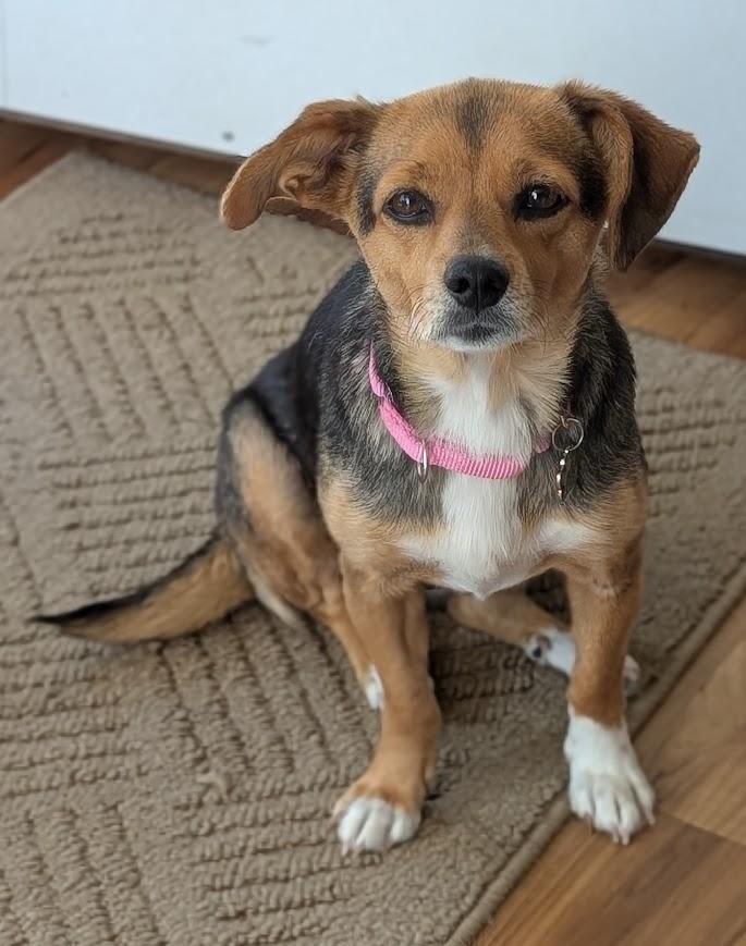 Marilyn, a ADOPTABLE mixed breed in Souderton, PA image 4/5