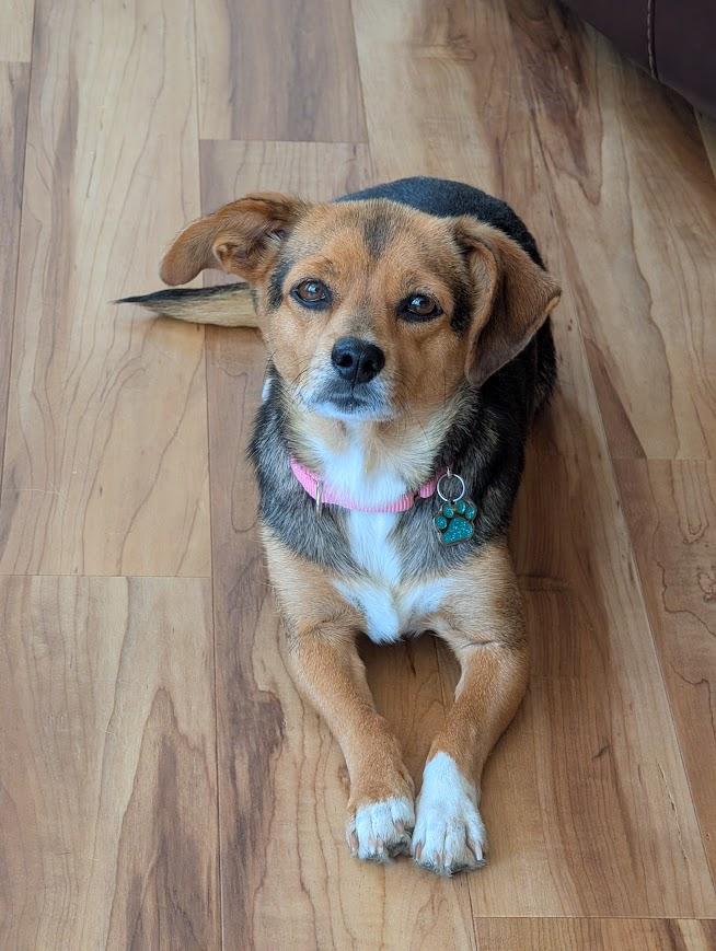 Marilyn, a ADOPTABLE mixed breed in Souderton, PA image 3/5
