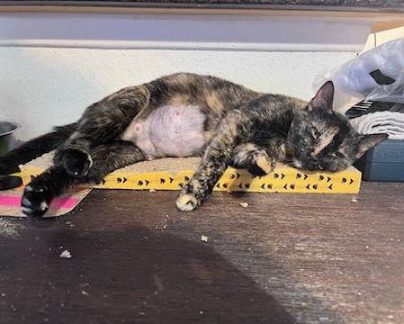 Lu #chill-tortie, Adoptable, Adult Female Tortoiseshell & Domestic Short Hair.