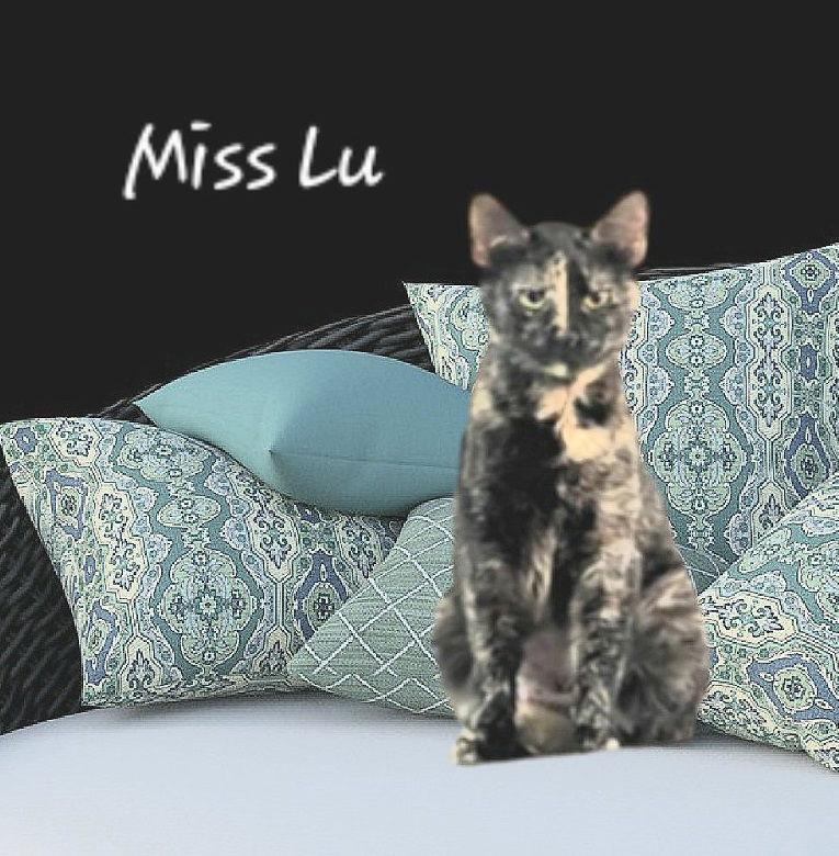 Enlarge Lu #chill-tortie, a Adoptable mixed breed in Houston, TX image 2/6