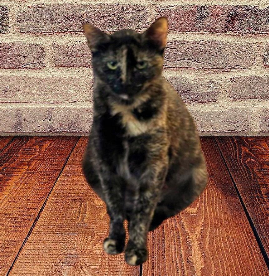 Enlarge Lu #chill-tortie, a Adoptable mixed breed in Houston, TX image 4/6