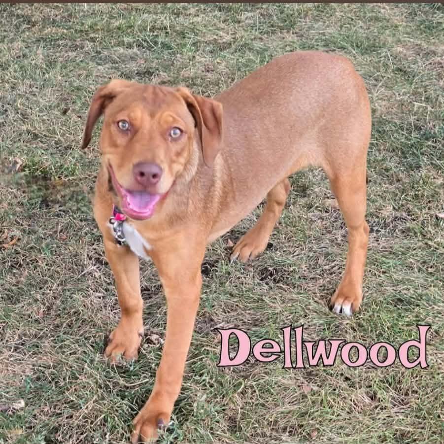 Enlarge Dellwood, a Adoptable Mixed Breed in Joliet, IL image 1/3