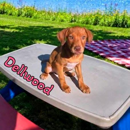 Enlarge Dellwood, a Adoptable Mixed Breed in Joliet, IL image 1/1