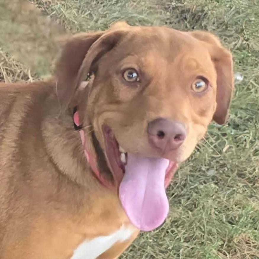 Enlarge Dellwood, a Adoptable Mixed Breed in Joliet, IL image 3/3