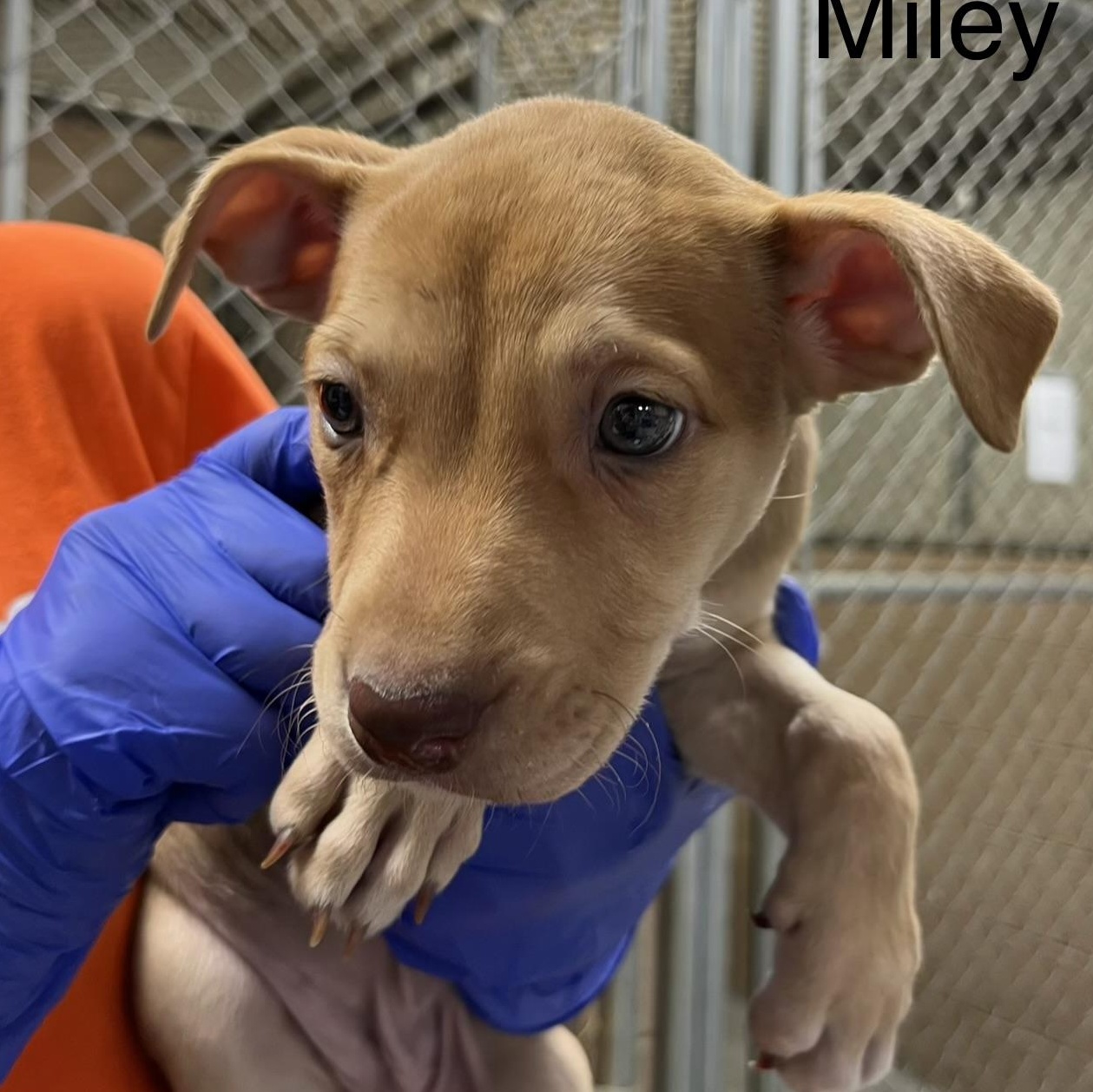 Enlarge Miley, a ADOPTABLE mixed breed in Maynardville, TN image 1/1