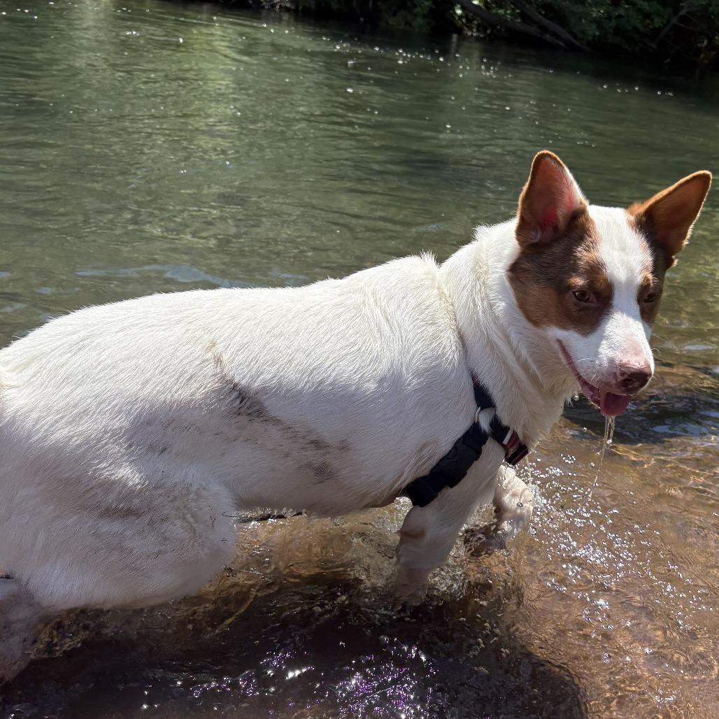 QBERT, Adoptable, Adult Male Cattle Dog & Mixed Breed.