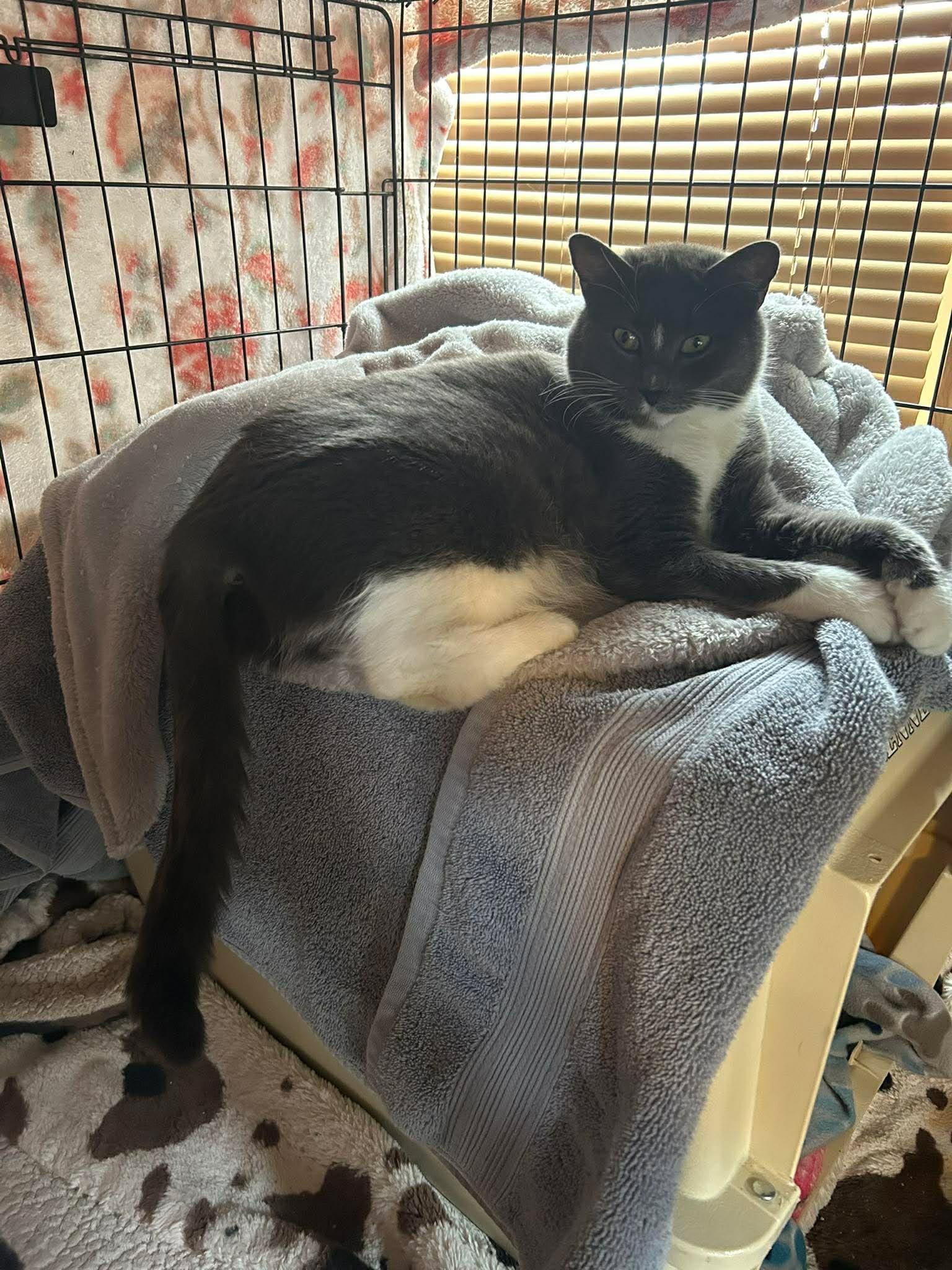 Enlarge Nami, a Adoptable Domestic Short Hair in hinckley, IL image 1/3