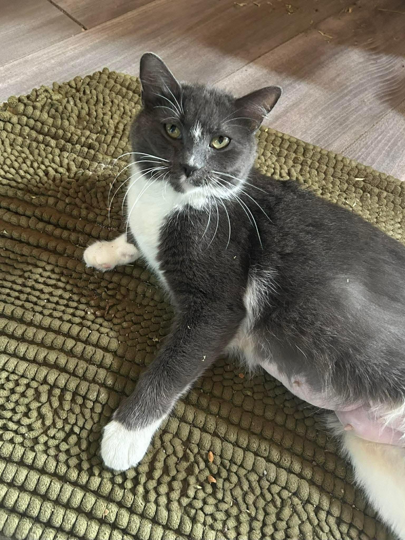 Enlarge Nami, a Adoptable Domestic Short Hair in hinckley, IL image 2/3