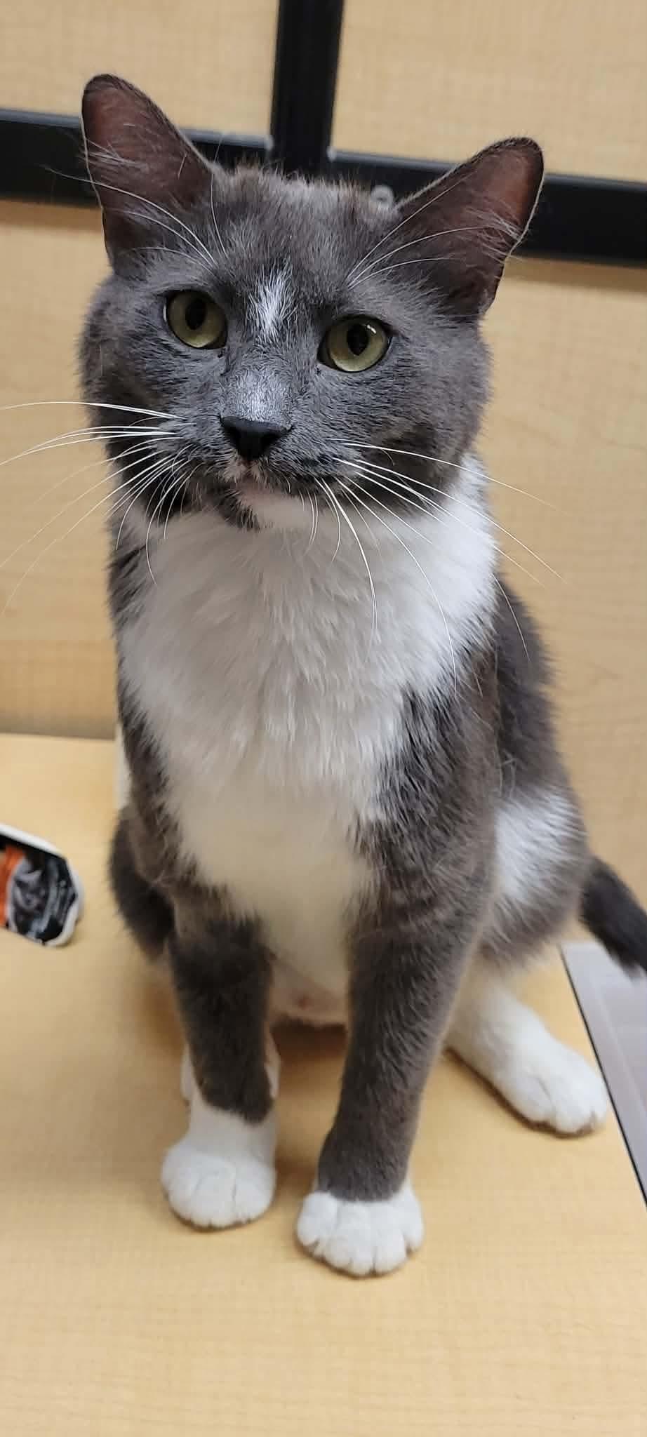 Enlarge Nami, a Adoptable Domestic Short Hair in hinckley, IL image 3/3