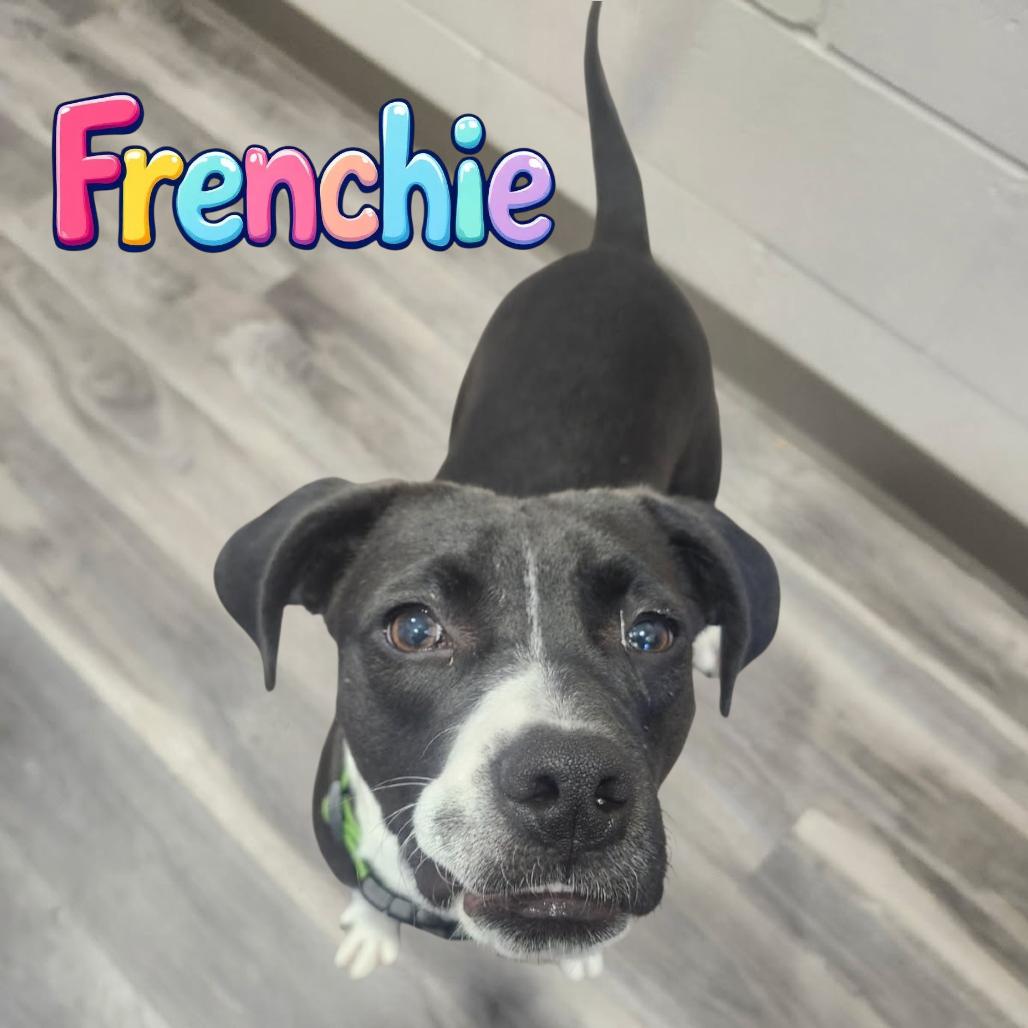 Enlarge Frenchie, a Adoptable Black Labrador Retriever in Muncie, IN image 1/3