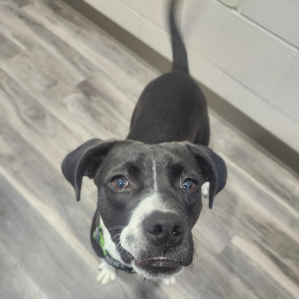 Enlarge Frenchie, a Adoptable Black Labrador Retriever in Muncie, IN image 2/3