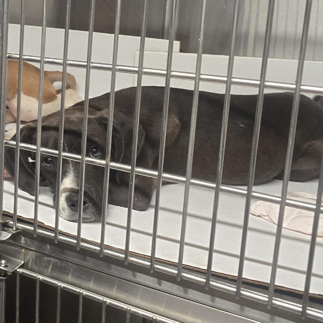 Enlarge Frenchie, a Adoptable Black Labrador Retriever in Muncie, IN image 3/3