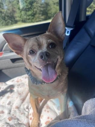 Enlarge Bella, a Adoptable mixed breed in Picayune, MS image 1/3