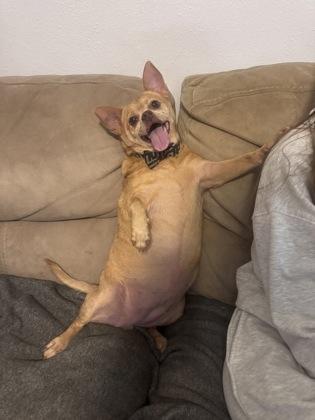 Enlarge Bella, a Adoptable mixed breed in Picayune, MS image 2/3