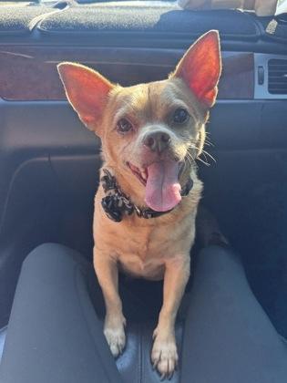 Enlarge Bella, a Adoptable mixed breed in Picayune, MS image 3/3