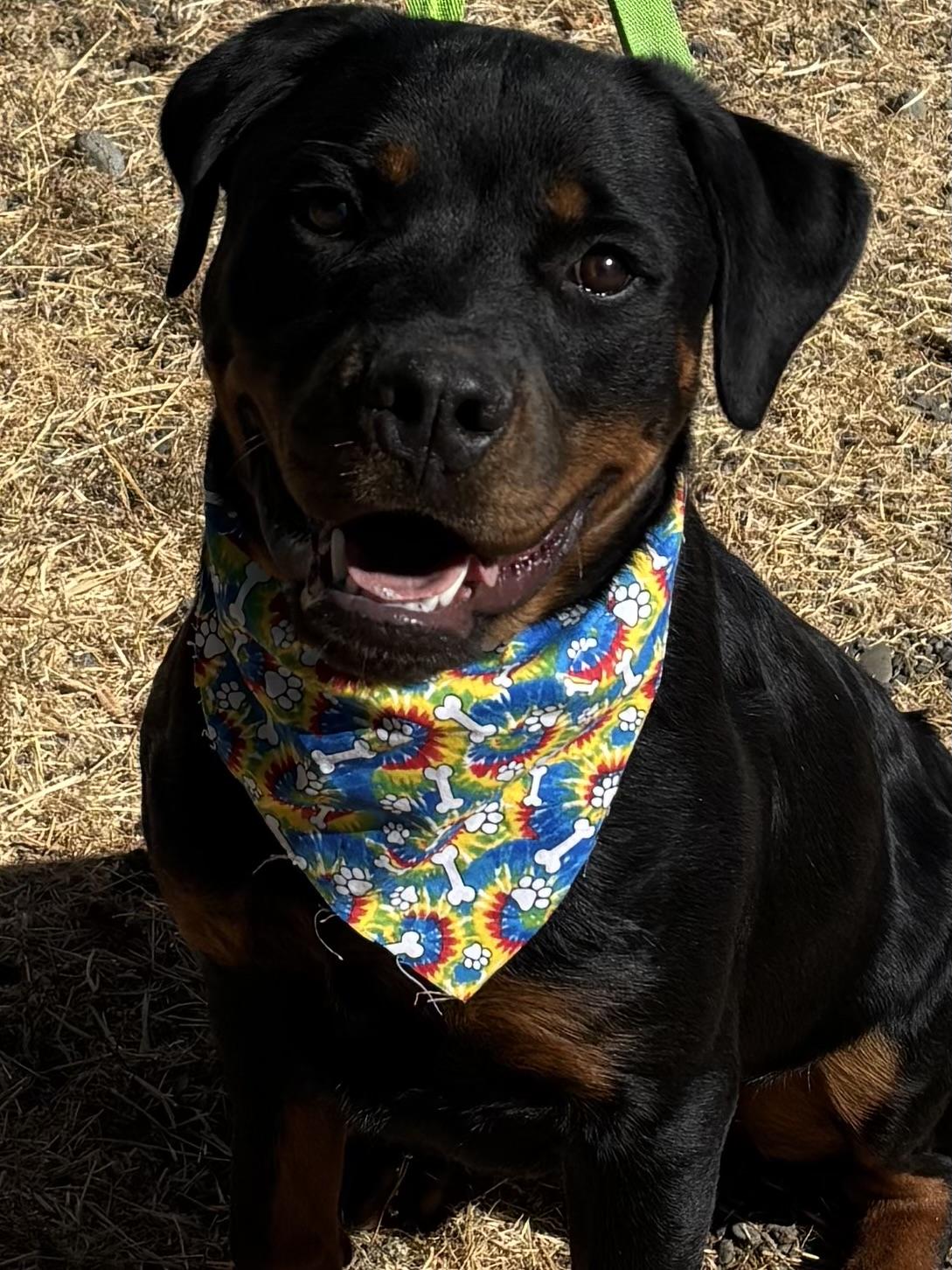 Yockum, Adopted, Young Male Rottweiler.