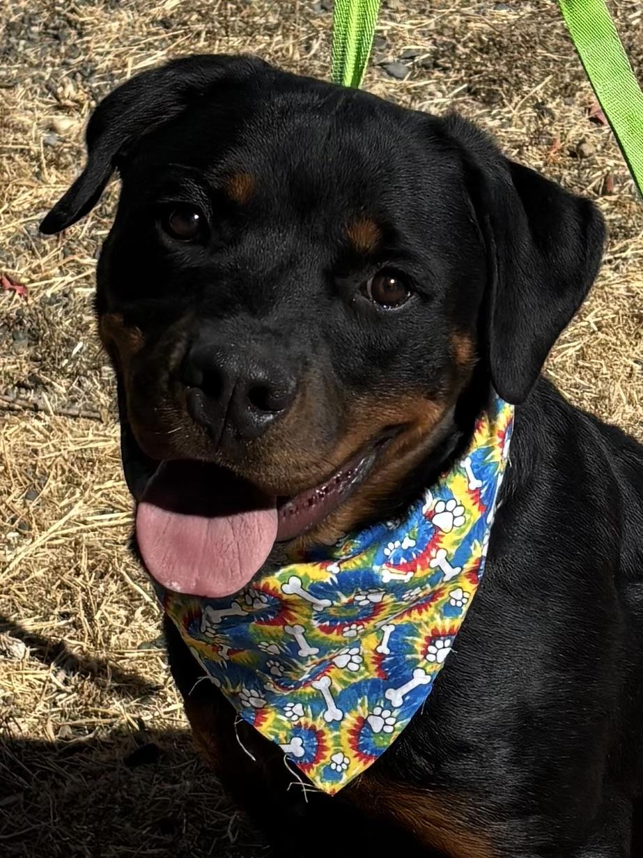Enlarge Yockum, a Adopted Rottweiler in Woodland, CA image 2/2