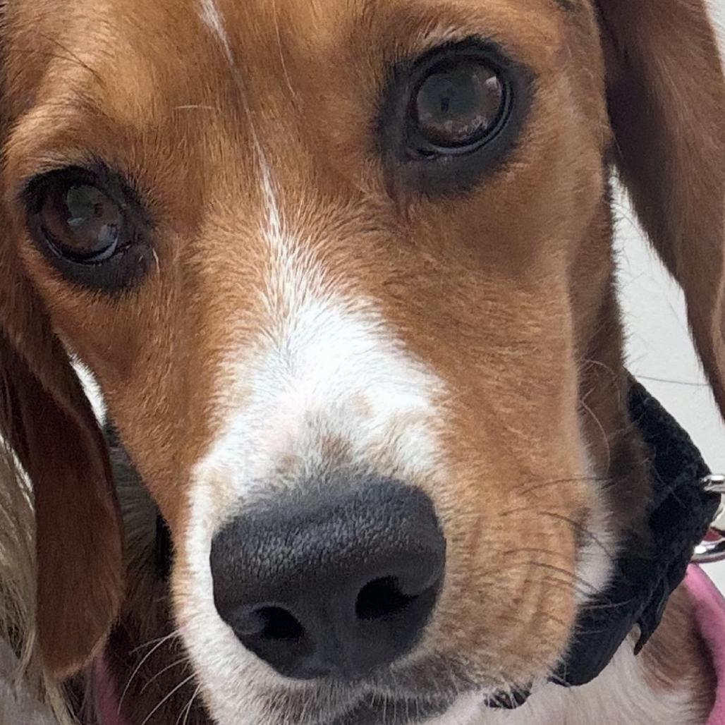 Maple, Adoptable, Adult Female Beagle.