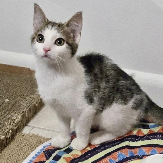 Enlarge Willow, a Adoptable Domestic Short Hair in Flushing, NY image 1/2