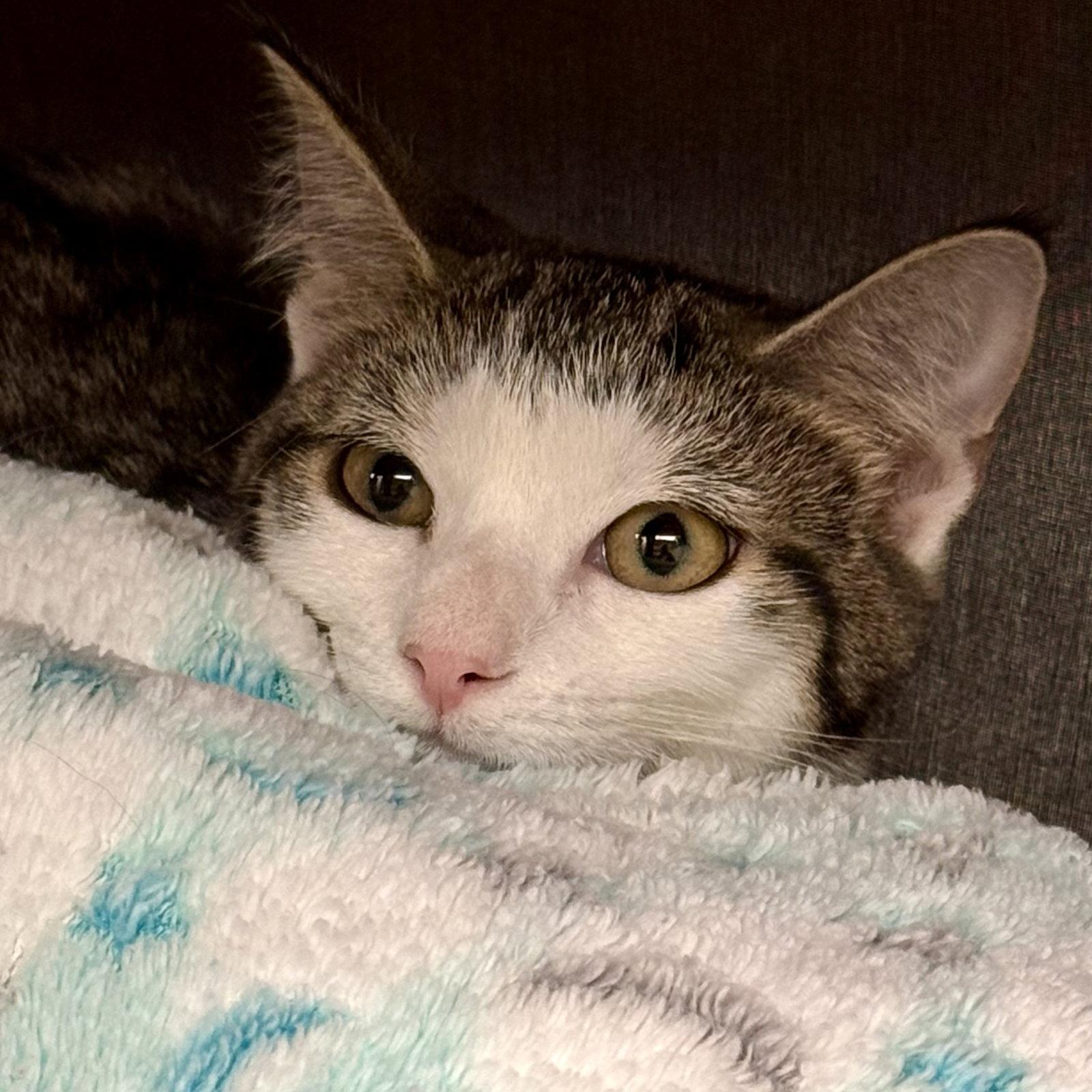 Enlarge Willow, a Adoptable Domestic Short Hair in Flushing, NY image 2/2