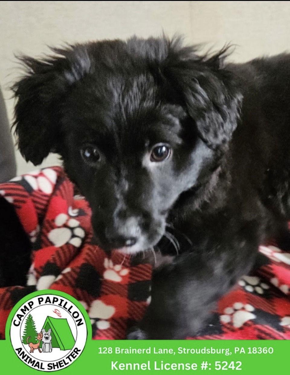 Sodapop, Adoptable, Young Female Poodle & Golden Retriever.
