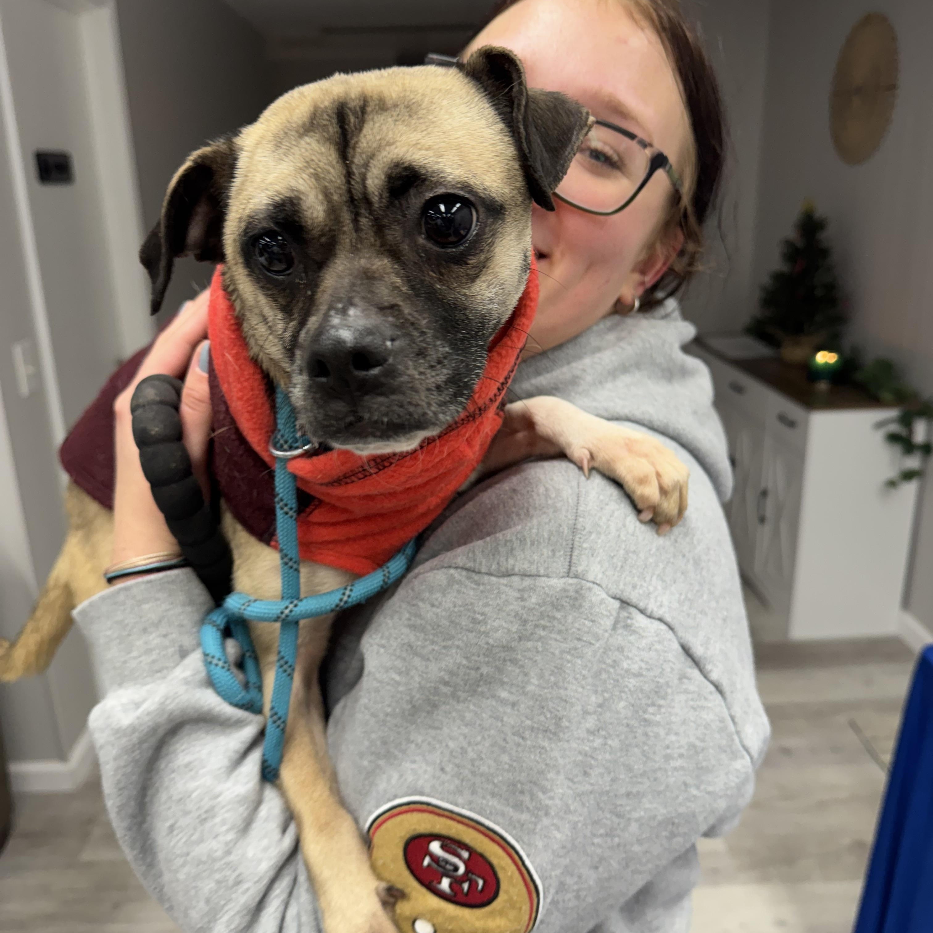 Bartola, a ADOPTABLE mixed breed in Hilton, NY image 2/3