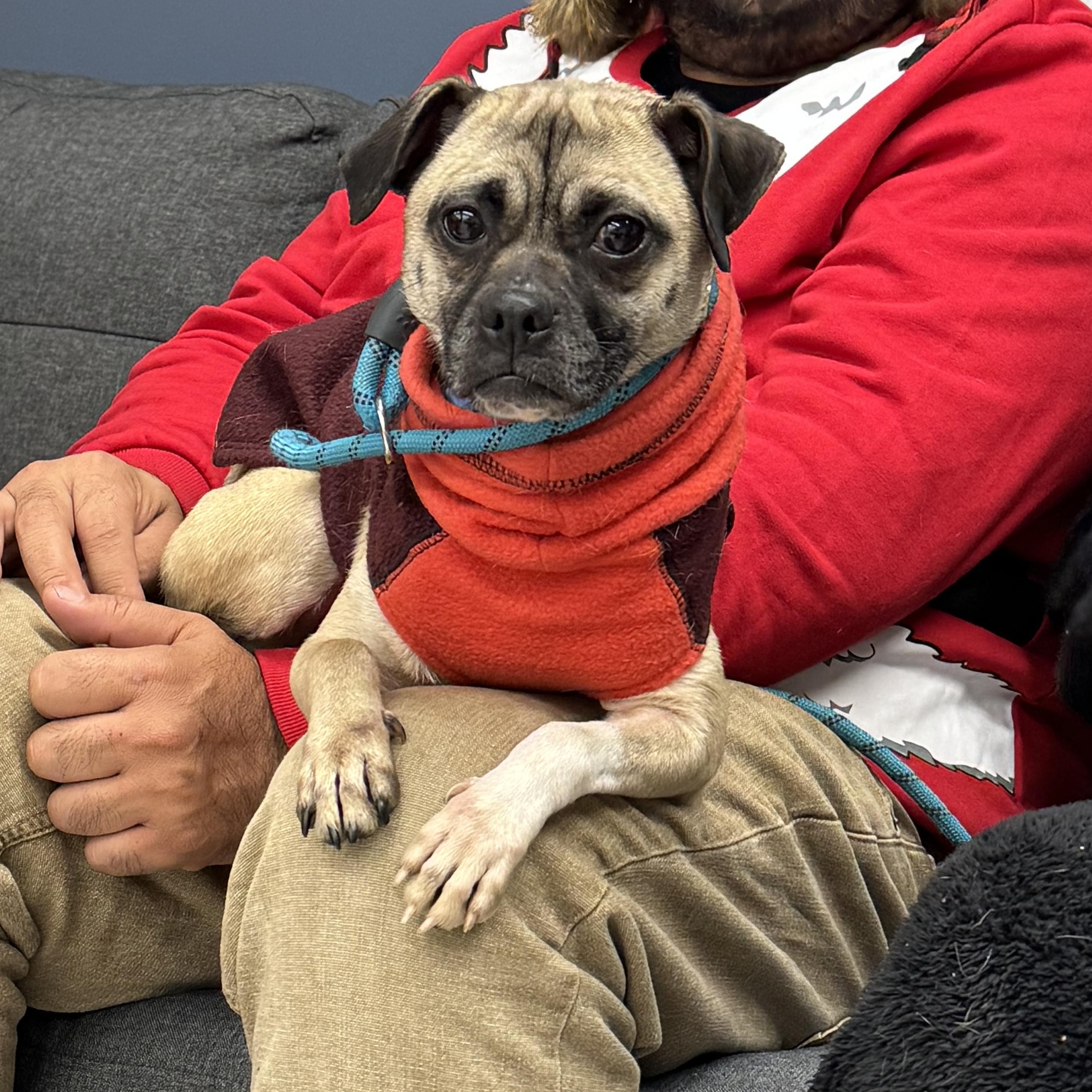 Bartola, ADOPTABLE, Young Female Pug & Chihuahua.