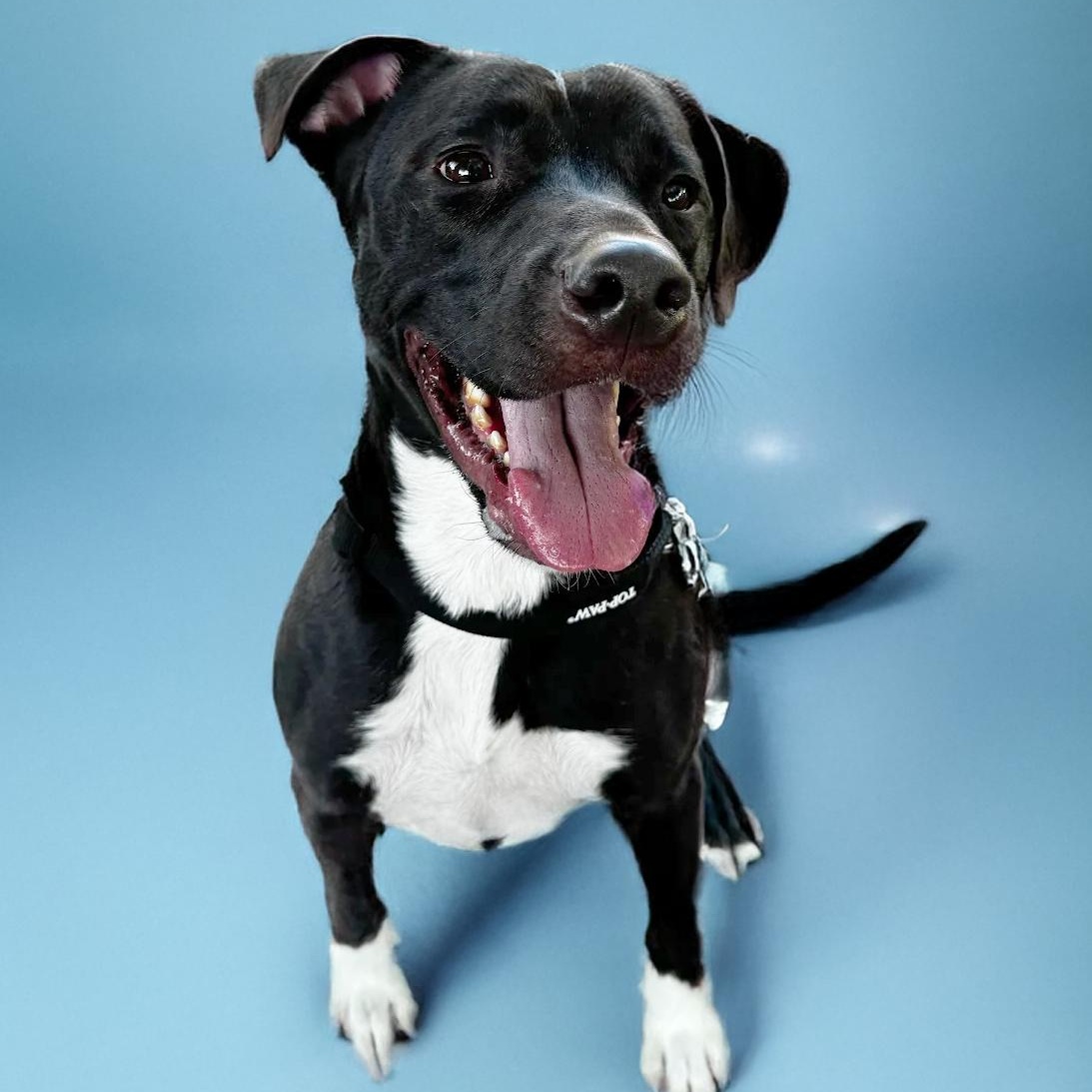 Enlarge Murray, an adopted mixed breed in Scottsdale, AZ image 1/3