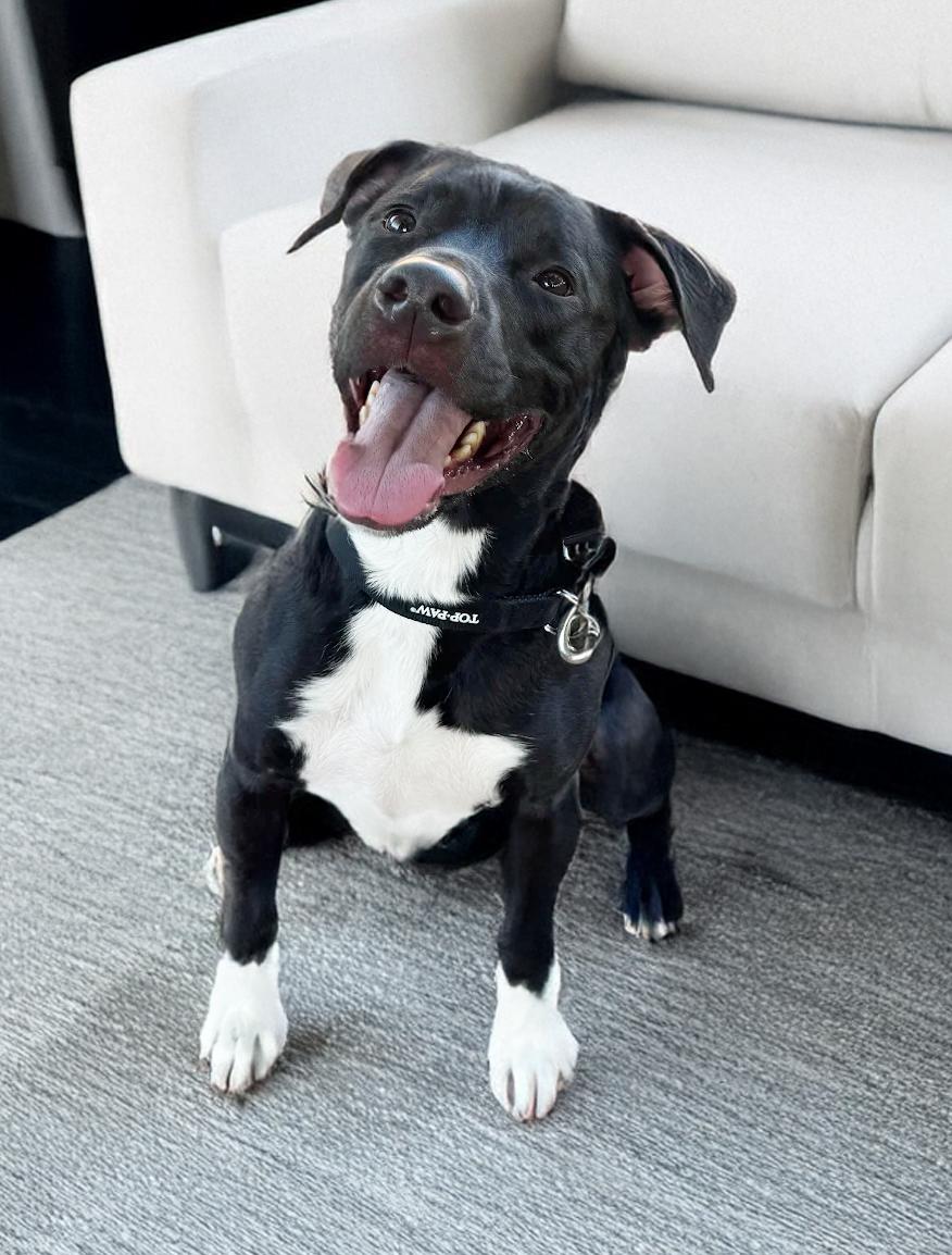 Enlarge Murray, an adopted mixed breed in Scottsdale, AZ image 3/3