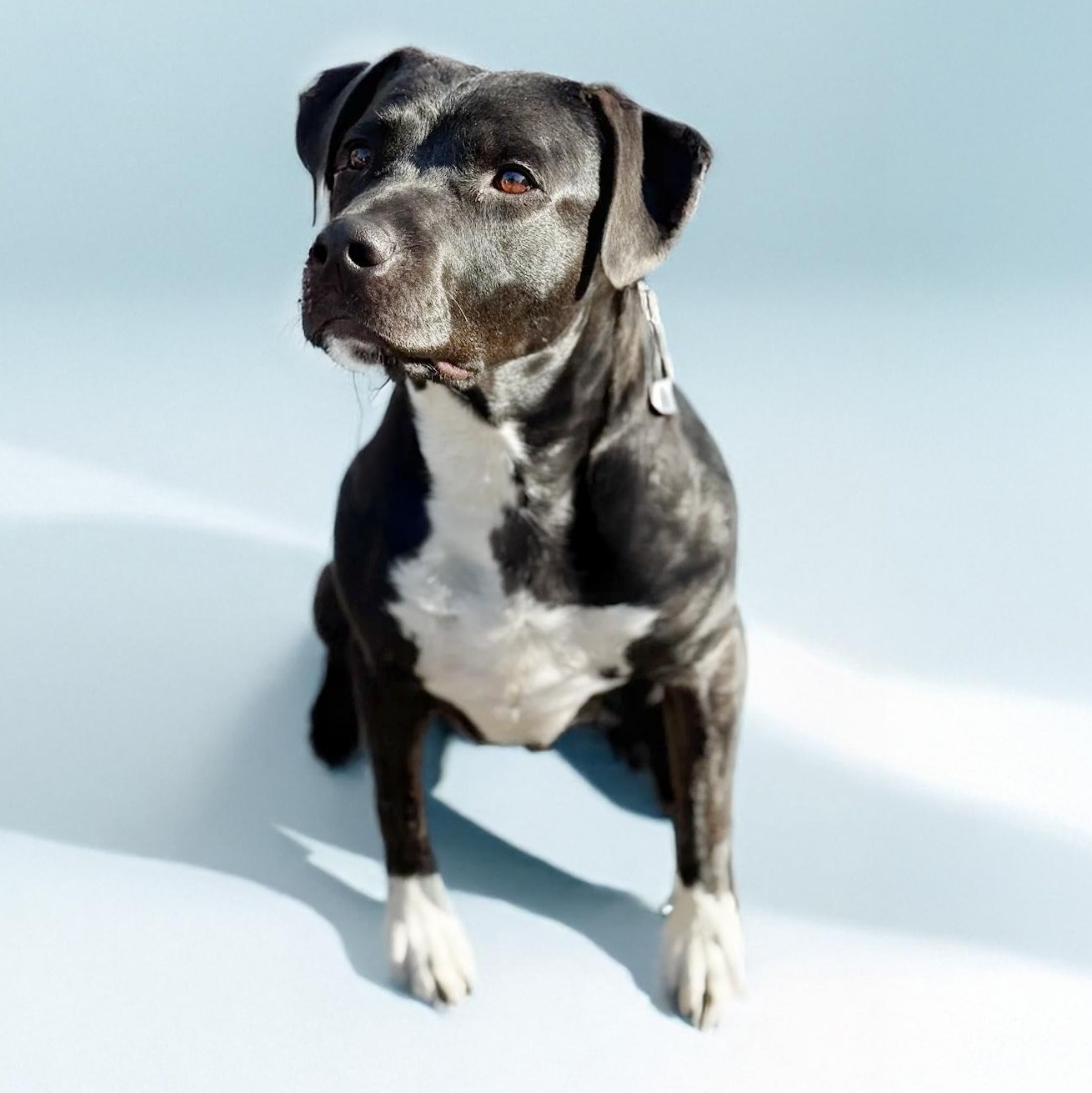 Enlarge Murray, an adopted mixed breed in Scottsdale, AZ image 2/3