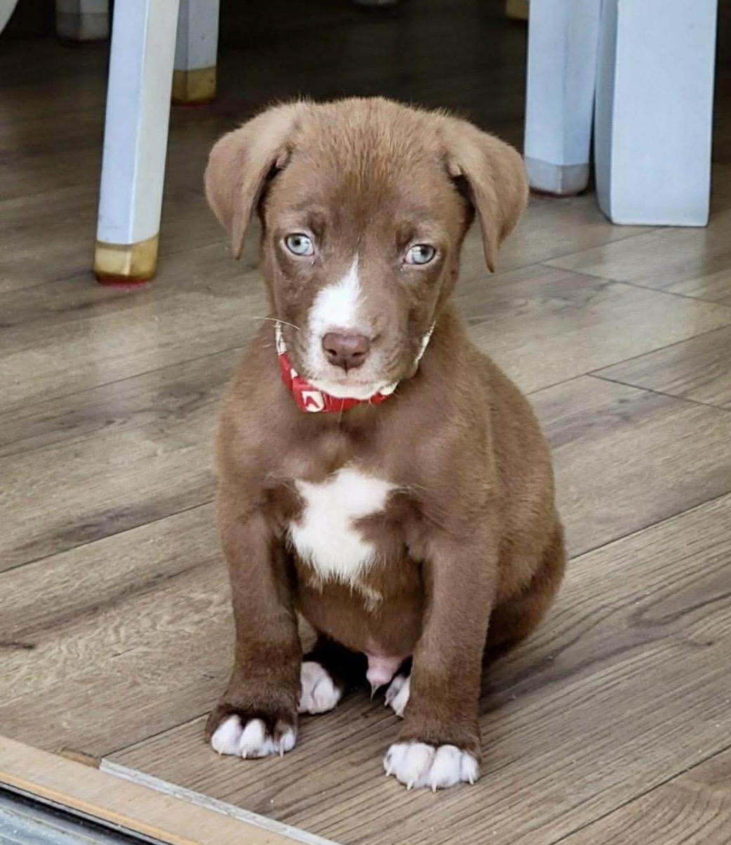 Enlarge Archie, a ADOPTABLE mixed breed in Kannapolis, NC image 1/5