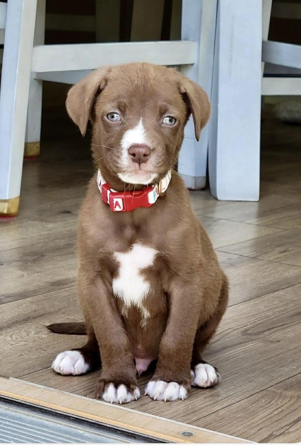 Enlarge Archie, a ADOPTABLE mixed breed in Kannapolis, NC image 4/5