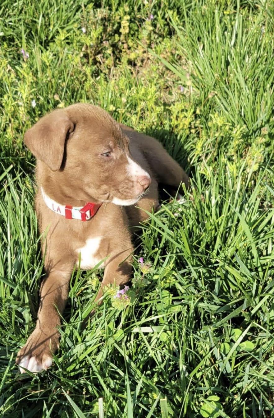 Enlarge Archie, a ADOPTABLE mixed breed in Kannapolis, NC image 5/5