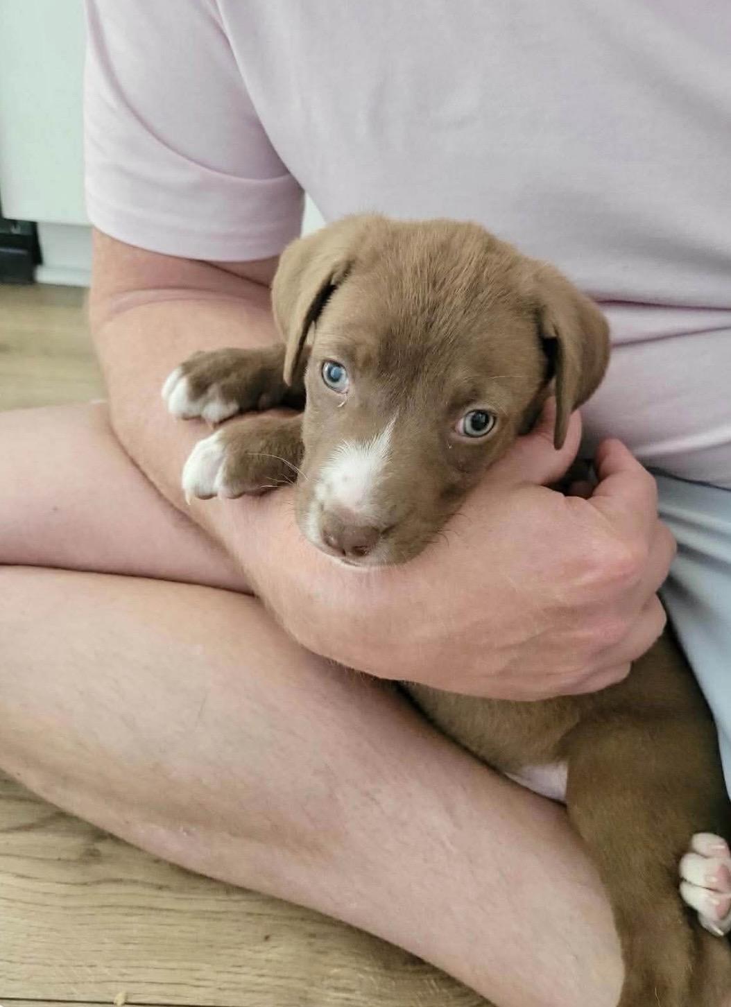 Enlarge Archie, a ADOPTABLE mixed breed in Kannapolis, NC image 3/5