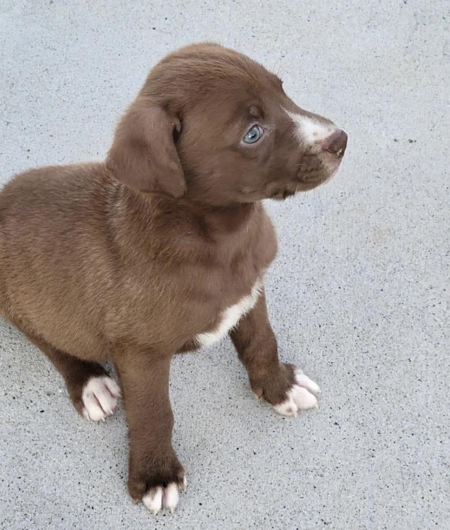 Enlarge Archie, a ADOPTABLE mixed breed in Kannapolis, NC image 2/5