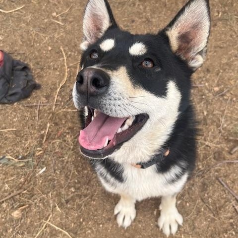 Cora, Young Female Shepherd