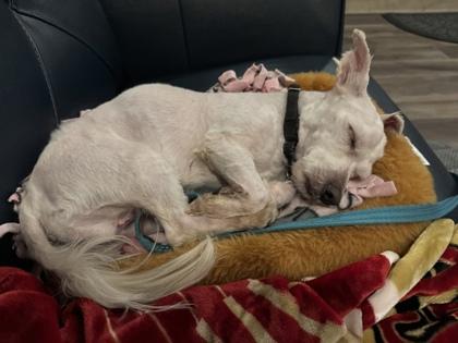 Bean, a Adoptable mixed breed in Pleasanton, CA image 1/3