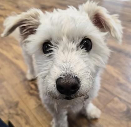 Bean, a Adoptable mixed breed in Pleasanton, CA image 1/3