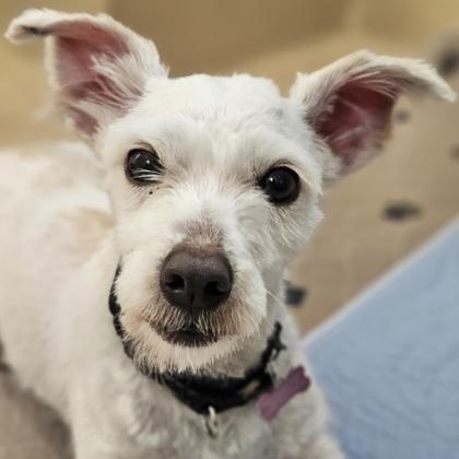 Bean, Adoptable, Young Male Mixed Breed & Mixed Breed.