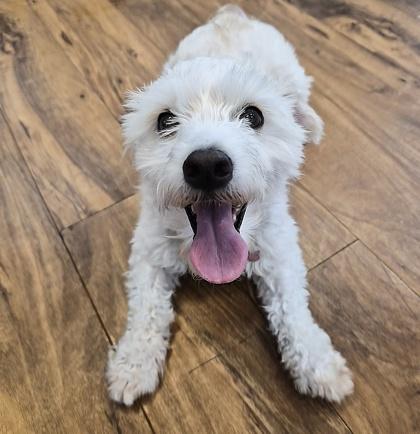 Bean, a Adoptable mixed breed in Pleasanton, CA image 2/3