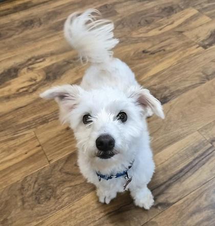 Bean, a Adoptable mixed breed in Pleasanton, CA image 3/3