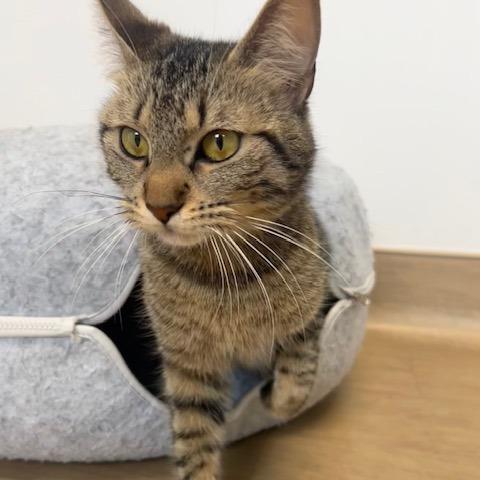 Leela, Adoptable, Adult Female Domestic Short Hair.